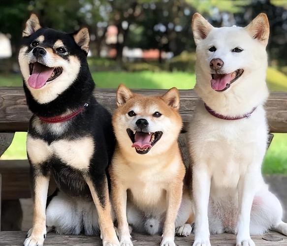 狗狗品种大全(狗狗品种大全及 *** 排名前十名) - 警犬训练器材厂家 _警犬训练用品_工作犬训练用品-南京开久警犬装备-警犬训练器材厂家 _警犬训练用品_工作犬训练用品-南京开久警犬装备