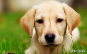 养狗注意事项(养小狗的注意事项)-警犬训练器材厂家 _警犬训练用品_工作犬训练用品-南京开久警犬装备