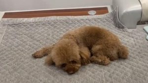 泰迪狗为什么刨沙发(泰迪狗在沙发上蹭头是什么回事)-警犬训练器材厂家 _警犬训练用品_工作犬训练用品-南京开久警犬装备