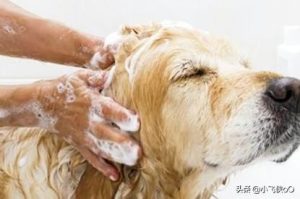 如何给狗狗洗澡(新手第一次如何给狗狗洗澡)-警犬训练器材厂家 _警犬训练用品_工作犬训练用品-南京开久警犬装备