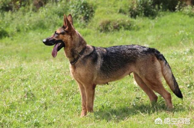 最优秀的5种狼犬(最优秀的5种狼犬 *** ) - 警犬训练器材厂家 _警犬训练用品_工作犬训练用品-南京开久警犬装备-警犬训练器材厂家 _警犬训练用品_工作犬训练用品-南京开久警犬装备