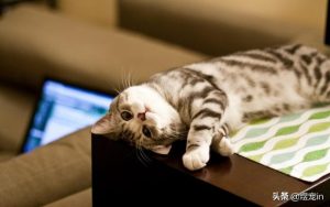 猫咪狂犬病潜伏期多长时间(狂犬病潜伏期多长时间长达20年)-警犬训练器材厂家 _警犬训练用品_工作犬训练用品-南京开久警犬装备