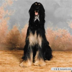 阿富汗猎犬价格一般是多少阿富汗猎犬价格-警犬训练器材厂家 _警犬训练用品_工作犬训练用品-南京开久警犬装备