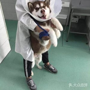 武汉狗狗总动员宠物医院(武汉狗狗绝育好的宠物医院)-警犬训练器材厂家 _警犬训练用品_工作犬训练用品-南京开久警犬装备