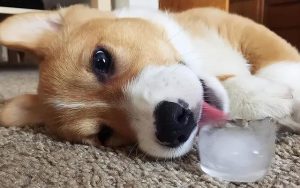 可以给狗吃冰块么-警犬训练器材厂家 _警犬训练用品_工作犬训练用品-南京开久警犬装备