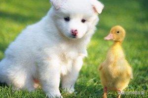 狗豆子怎么去除(狗豆子怎么去除会传人吗)-警犬训练器材厂家 _警犬训练用品_工作犬训练用品-南京开久警犬装备