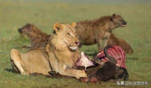 动物世界狮子与鬣狗  动物世界狮子与鬣狗宿敌大对决-警犬训练器材厂家 _警犬训练用品_工作犬训练用品-南京开久警犬装备