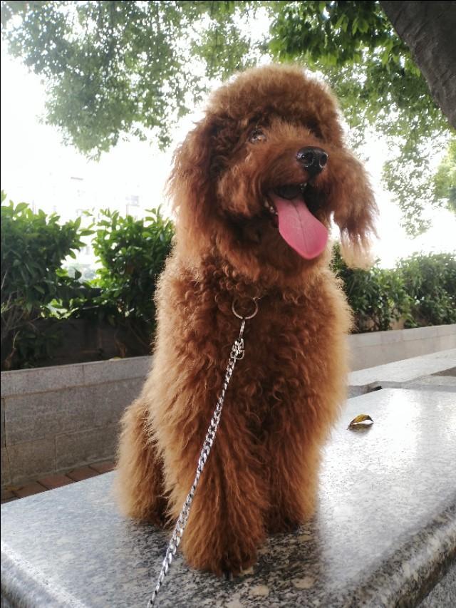 狗狗细小是什么症状怎么治疗(狗狗细小冠状是什么症状) - 警犬训练器材厂家 _警犬训练用品_工作犬训练用品-南京开久警犬装备-警犬训练器材厂家 _警犬训练用品_工作犬训练用品-南京开久警犬装备