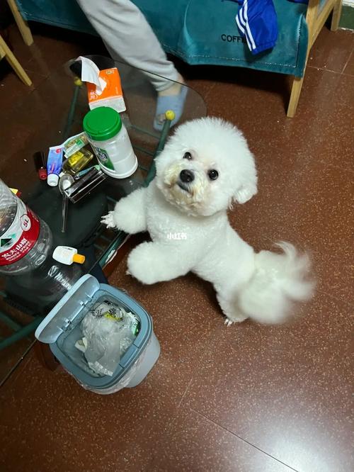 自己给比熊犬剪毛教程(比熊犬剪毛教程 *** ) - 警犬训练器材厂家 _警犬训练用品_工作犬训练用品-南京开久警犬装备-警犬训练器材厂家 _警犬训练用品_工作犬训练用品-南京开久警犬装备