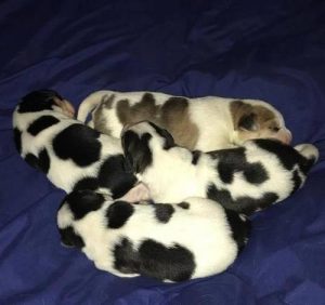 狗一窝最小是最差的吗？-警犬训练器材厂家 _警犬训练用品_工作犬训练用品-南京开久警犬装备