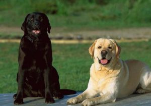 犬类百科大全(虫类百科大全)-警犬训练器材厂家 _警犬训练用品_工作犬训练用品-南京开久警犬装备