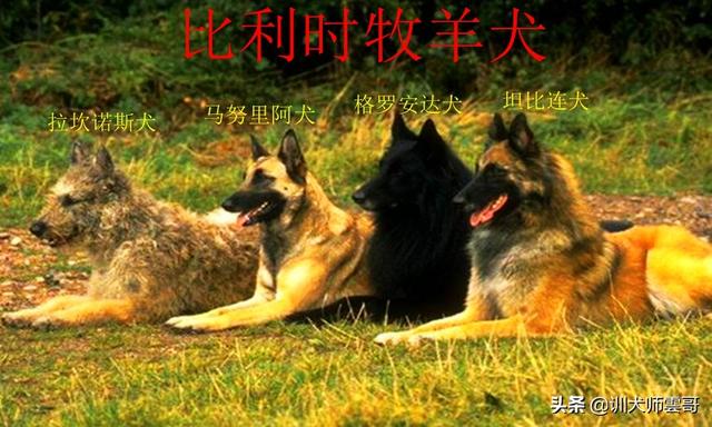 牧羊犬品种，牧羊犬都有什么品种 - 警犬训练器材厂家 _警犬训练用品_工作犬训练用品-南京开久警犬装备-警犬训练器材厂家 _警犬训练用品_工作犬训练用品-南京开久警犬装备