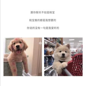 抖音关于狗狗的文案(狗狗文案朋友圈抖音)-警犬训练器材厂家 _警犬训练用品_工作犬训练用品-南京开久警犬装备