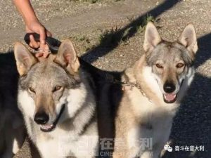 捷克狼犬简直和狼一模一样-警犬训练器材厂家 _警犬训练用品_工作犬训练用品-南京开久警犬装备