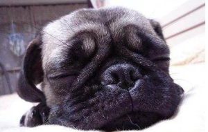 巴哥犬的优缺点(巴哥犬)-警犬训练器材厂家 _警犬训练用品_工作犬训练用品-南京开久警犬装备