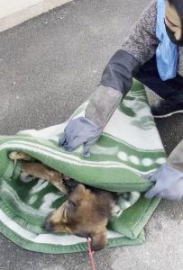 狗身上烂洞生蛆(狗身上烂了生蛆了能活多久)-警犬训练器材厂家 _警犬训练用品_工作犬训练用品-南京开久警犬装备