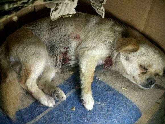 狗咬到狗十天不死就没事吗 - 警犬训练器材厂家 _警犬训练用品_工作犬训练用品-南京开久警犬装备-警犬训练器材厂家 _警犬训练用品_工作犬训练用品-南京开久警犬装备