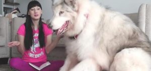 狗狗太大了我有点接受不了-警犬训练器材厂家 _警犬训练用品_工作犬训练用品-南京开久警犬装备