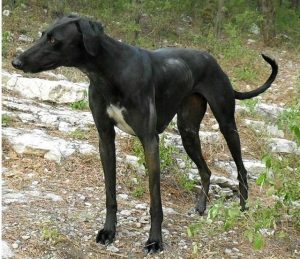 陕西细犬和山东细犬哪个好？陕西细犬快还是山东细犬快-警犬训练器材厂家 _警犬训练用品_工作犬训练用品-南京开久警犬装备