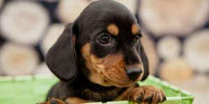 狗能不能吃腊肠(泰迪狗能吃腊肠吗)-警犬训练器材厂家 _警犬训练用品_工作犬训练用品-南京开久警犬装备