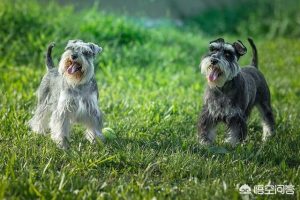 小型的狗有哪些品种(白色的小型狗有哪些品种)-警犬训练器材厂家 _警犬训练用品_工作犬训练用品-南京开久警犬装备