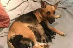 狗狗差我两个多小时(狗狗差我两个多小时 ***  *** 观看)-警犬训练器材厂家 _警犬训练用品_工作犬训练用品-南京开久警犬装备