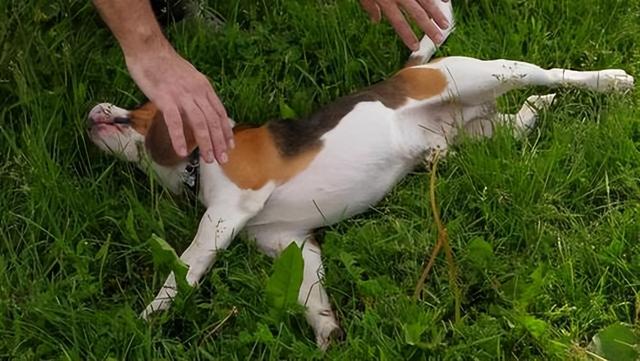 狗狗生了宝宝主人能靠近么？狗狗生宝宝需要主人陪着吗 - 警犬训练器材厂家 _警犬训练用品_工作犬训练用品-南京开久警犬装备-警犬训练器材厂家 _警犬训练用品_工作犬训练用品-南京开久警犬装备