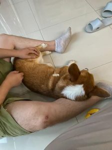 老公拉着几条狗配了我(老公拉着几条狗配了我故事)-警犬训练器材厂家 _警犬训练用品_工作犬训练用品-南京开久警犬装备