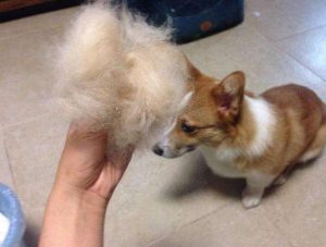 英国牧羊犬掉毛严重吗(瑞士牧羊犬掉毛严重吗)-警犬训练器材厂家 _警犬训练用品_工作犬训练用品-南京开久警犬装备