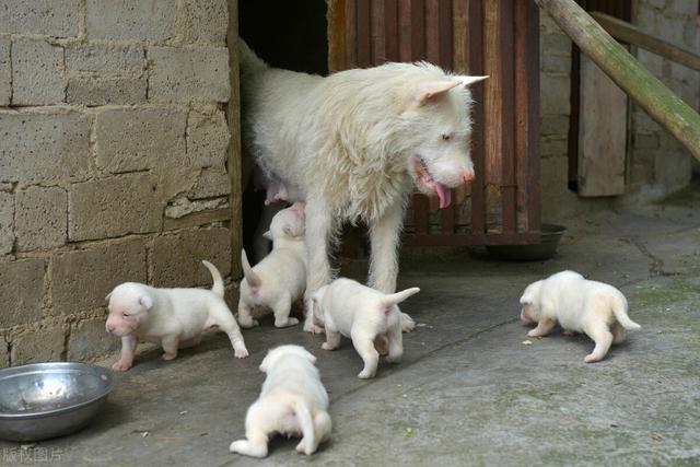 世界四大名犬(比利时四大名犬) - 警犬训练器材厂家 _警犬训练用品_工作犬训练用品-南京开久警犬装备-警犬训练器材厂家 _警犬训练用品_工作犬训练用品-南京开久警犬装备