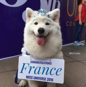 微笑天使是什么狗？狗的品种微笑天使-警犬训练器材厂家 _警犬训练用品_工作犬训练用品-南京开久警犬装备