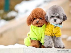 宠物狗的价格_宠物狗的品种及价格表-警犬训练器材厂家 _警犬训练用品_工作犬训练用品-南京开久警犬装备