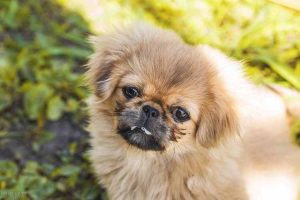 京巴狗怎么养(为什么不养京巴狗)-警犬训练器材厂家 _警犬训练用品_工作犬训练用品-南京开久警犬装备