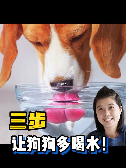 老年狗不停喝水还总尿(老年狗不停喝水还总尿,有时还干呕) - 警犬训练器材厂家 _警犬训练用品_工作犬训练用品-南京开久警犬装备-警犬训练器材厂家 _警犬训练用品_工作犬训练用品-南京开久警犬装备