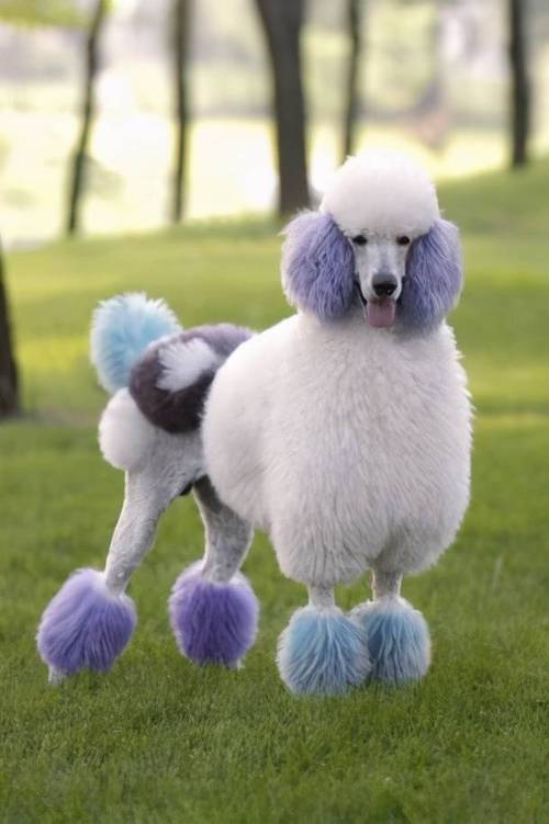 贵宾狗怎么养？小贵宾怎么养 - 警犬训练器材厂家 _警犬训练用品_工作犬训练用品-南京开久警犬装备-警犬训练器材厂家 _警犬训练用品_工作犬训练用品-南京开久警犬装备