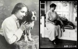 比特犬藏獒  比特犬藏獒杂交串 ***-警犬训练器材厂家 _警犬训练用品_工作犬训练用品-南京开久警犬装备