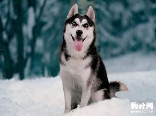 最可爱的狗狗品种排名(最好看的狗狗品种排名) - 警犬训练器材厂家 _警犬训练用品_工作犬训练用品-南京开久警犬装备-警犬训练器材厂家 _警犬训练用品_工作犬训练用品-南京开久警犬装备