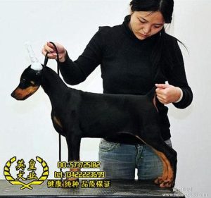 杜宾犬哪国的品种(杜宾犬是哪个国家的品种)-警犬训练器材厂家 _警犬训练用品_工作犬训练用品-南京开久警犬装备