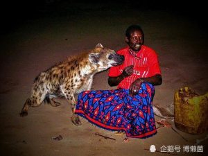人类驯化狗的历史(人类驯化羊的历史)-警犬训练器材厂家 _警犬训练用品_工作犬训练用品-南京开久警犬装备