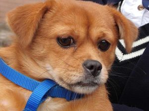 中华土黄狗(黄狗白面土松)-警犬训练器材厂家 _警犬训练用品_工作犬训练用品-南京开久警犬装备