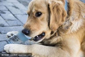 黄金猎犬就是大金毛(黄金猎犬是金毛吗)-警犬训练器材厂家 _警犬训练用品_工作犬训练用品-南京开久警犬装备