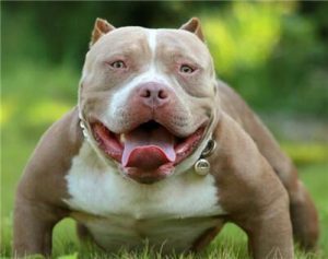 恶霸犬的优缺点及性格(坎高犬的优缺点及性格)-警犬训练器材厂家 _警犬训练用品_工作犬训练用品-南京开久警犬装备