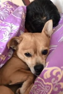 一个多月的狗狗睡多久-警犬训练器材厂家 _警犬训练用品_工作犬训练用品-南京开久警犬装备