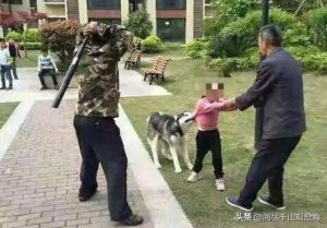 哈士奇狗肉多少钱一斤_江西狗肉多少钱一斤-警犬训练器材厂家 _警犬训练用品_工作犬训练用品-南京开久警犬装备