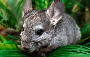 世界上最可爱的狗你知道都有哪些?狗狗品种-警犬训练器材厂家 _警犬训练用品_工作犬训练用品-南京开久警犬装备