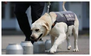 缉毒犬品种  警犬品种排名-警犬训练器材厂家 _警犬训练用品_工作犬训练用品-南京开久警犬装备