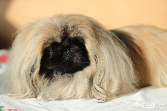 京巴狗的特点简单介绍狗狗的外貌特征 - 警犬训练器材厂家 _警犬训练用品_工作犬训练用品-南京开久警犬装备-警犬训练器材厂家 _警犬训练用品_工作犬训练用品-南京开久警犬装备