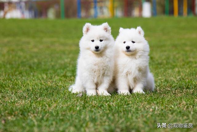 狗怕冷吗？拉布拉多怕冷吗 - 警犬训练器材厂家 _警犬训练用品_工作犬训练用品-南京开久警犬装备-警犬训练器材厂家 _警犬训练用品_工作犬训练用品-南京开久警犬装备