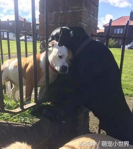小狗的脚印是萌宠 - 警犬训练器材厂家 _警犬训练用品_工作犬训练用品-南京开久警犬装备-警犬训练器材厂家 _警犬训练用品_工作犬训练用品-南京开久警犬装备