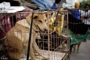 北京禁狗令(北京禁狗令是真的吗)-警犬训练器材厂家 _警犬训练用品_工作犬训练用品-南京开久警犬装备